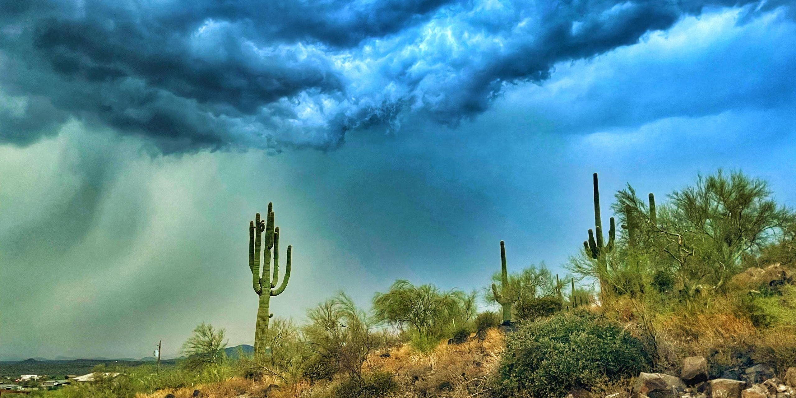 A dark storm building over a stand of saguaro on open desert ground.