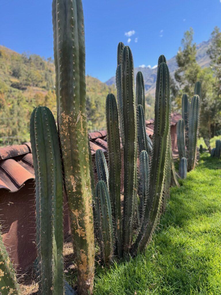 A row of tall ribbed green columns growing along a low tiled wall on green grass, with Andean mountains and blue sky behind.